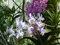 Chiang Mai P0009 Orchidees Sai Nam Phung